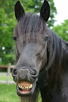 This horse knows he is loved. (http://thumbs.dreamstime.com/thumb_19/1125200413DhUduP.jpg)