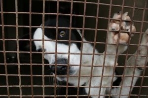 These are puppy mills which supply pet stores (http://www.sxc.hu/profile/acadmeic (acadmeic))