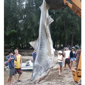 The shark that attacked Bethany (http://www.polyvore.com/shark_that_bit_bethany_hamilton/thing?id=33185611 ())