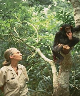 Jane Goodall and chimpanzee in Gombe National Park (http://www.bhsu.edu/bh/news/currents/2006/issue_13/index.html)