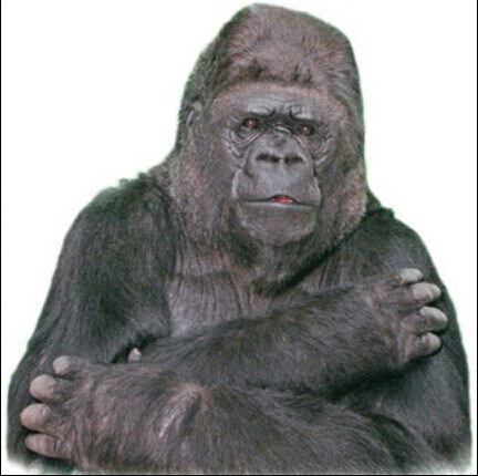This is Koko the gorilla! 
