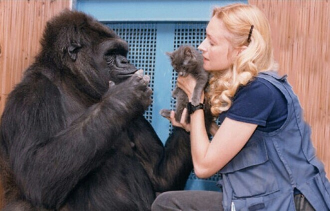 Dr. Penny giving Koko a cat! 