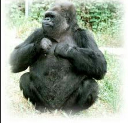 Just Koko! (myhero.com/koko)