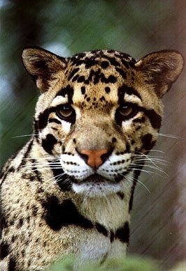 Clouded Leopard (http://www.soulcare.org/gsinew_seminars_zoo_animal ())