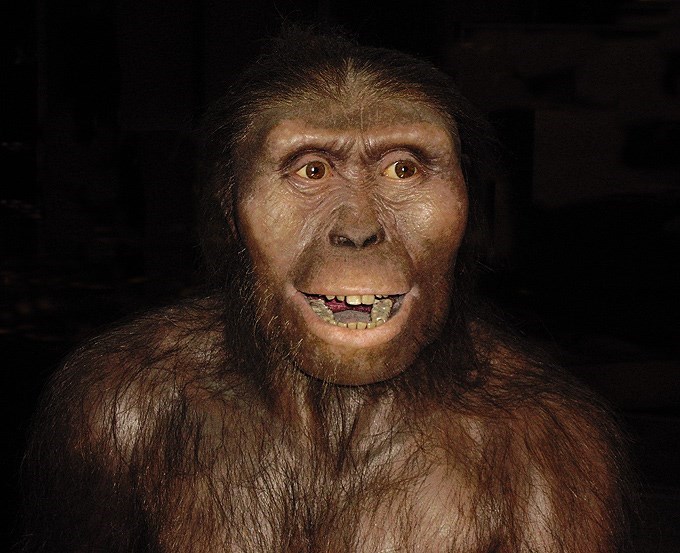 Homo australopithecus 