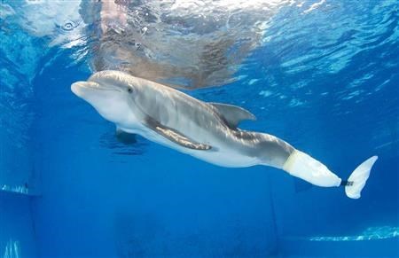 Winter's Prosthetic Tail ((The Clearwater aquarium))