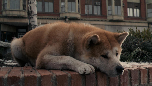 This is Hachi waiting for his master to come back.