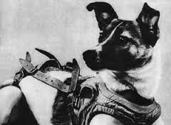 The dog Laika (wikipedia.org)