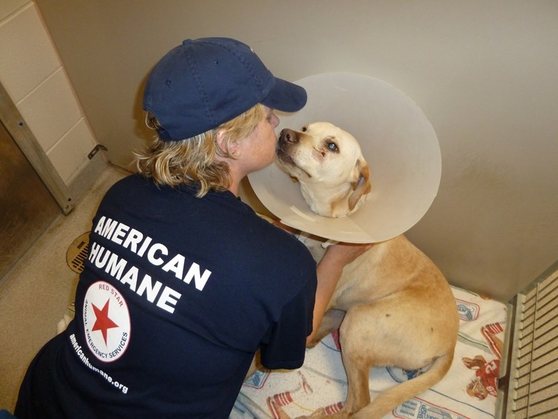 This person is caring for this injured animal (www.americanhumane.org ())
