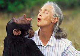 She was hanging out with chimpanzees