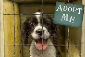 puppy adopt