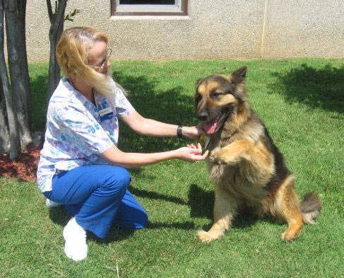 This is Bear with Debbie Zeisler ((Dogtime.com))