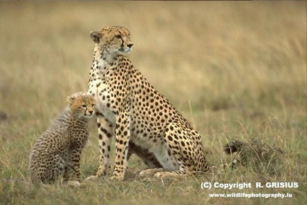 <a href=http://www.cheetah.org/?keywords=&html=gallery-01&base=10&chunk=9>Cheetah and baby </a> (R. Grisius)