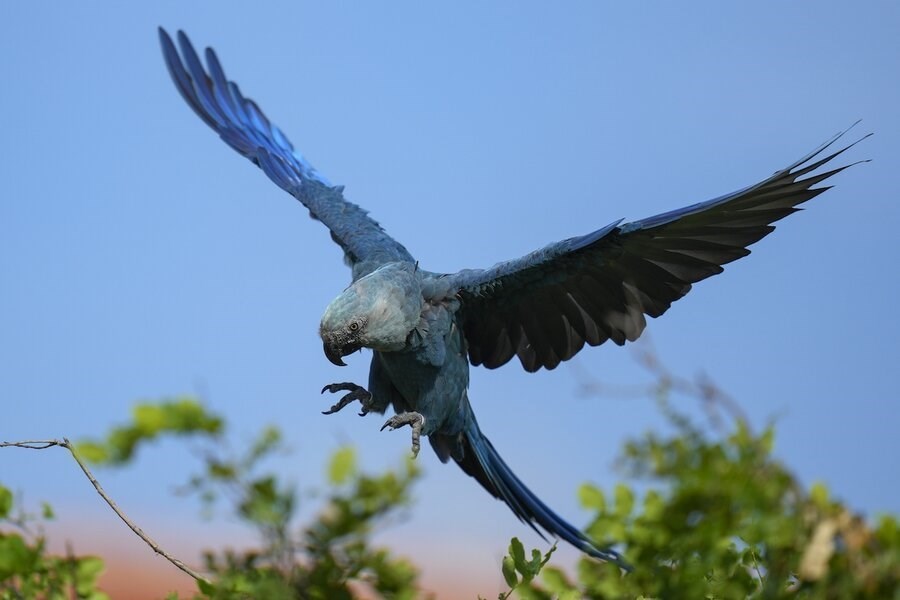 Picture of In Northeast Brazil, effort to reintroduce Spix’s macaws takes flight