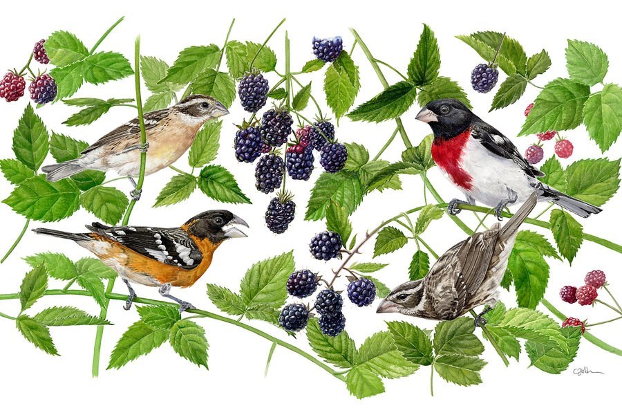 Picture of How bird illustrators help science soar