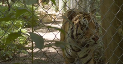 Exotic Feline Rescue Center Documentary | MY HERO