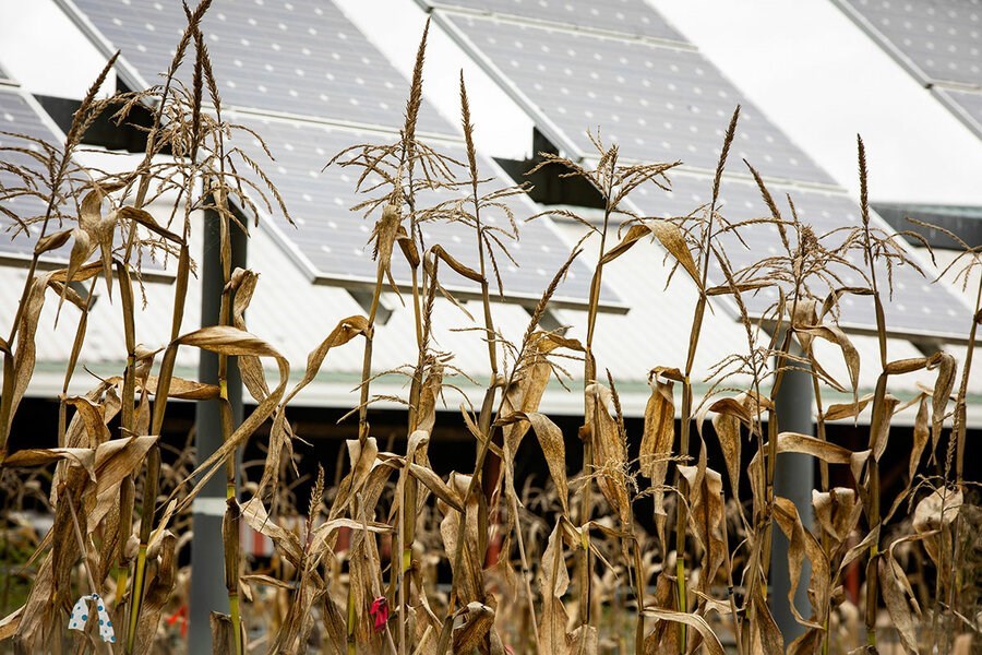 Picture of Crops, cows, and solar panels? Why farmers are harvesting sunlight.