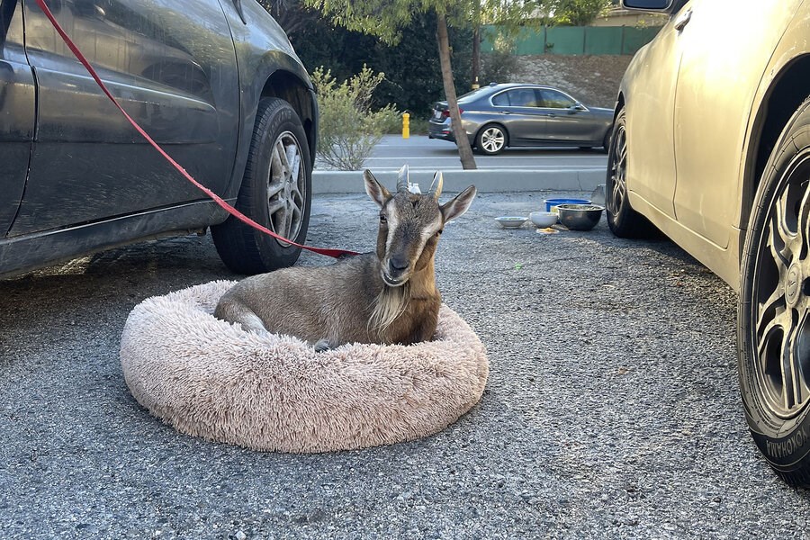 Picture of In Los Angeles, as Palisades Fire burns, resilience begins to take hold