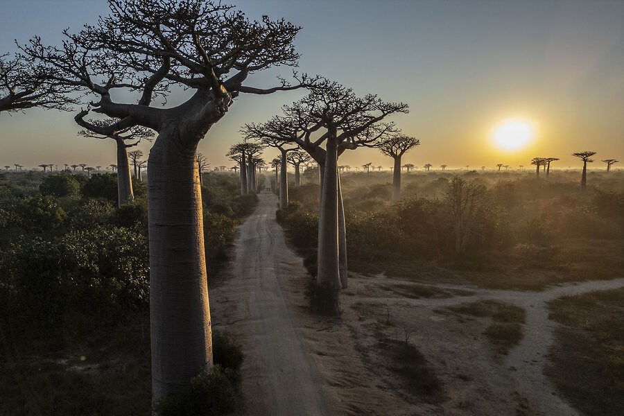 Picture of Madagascar fights to save the forests that made it famous