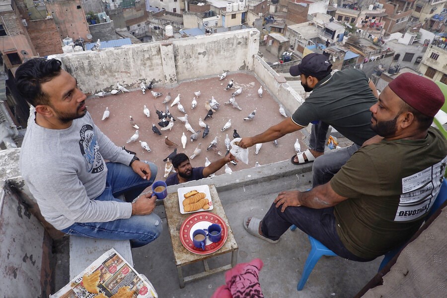 Picture of To pigeon-keepers in Delhi, feathered friends are also family