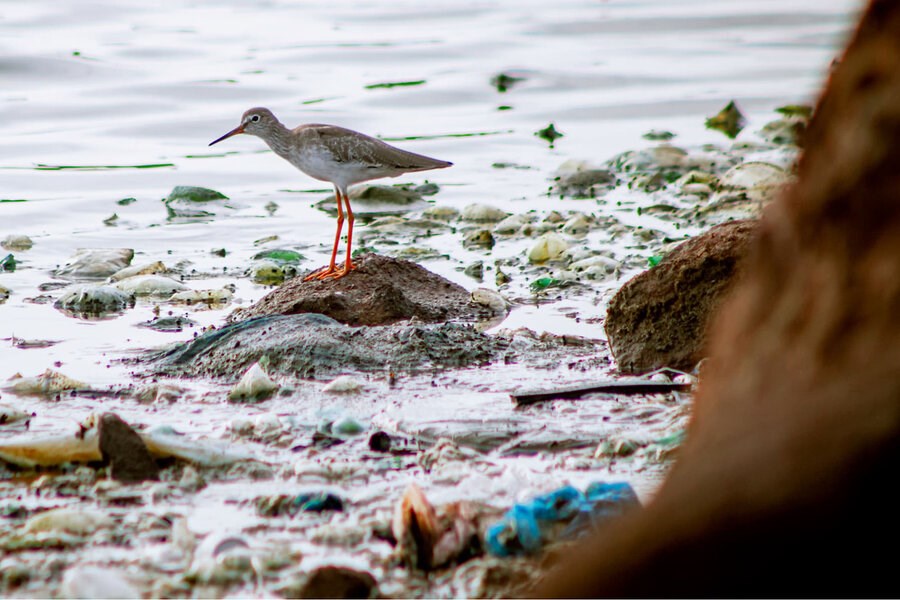 Picture of In Yemen, activists seek to restore rubble-strewn sanctuary for migrating birds