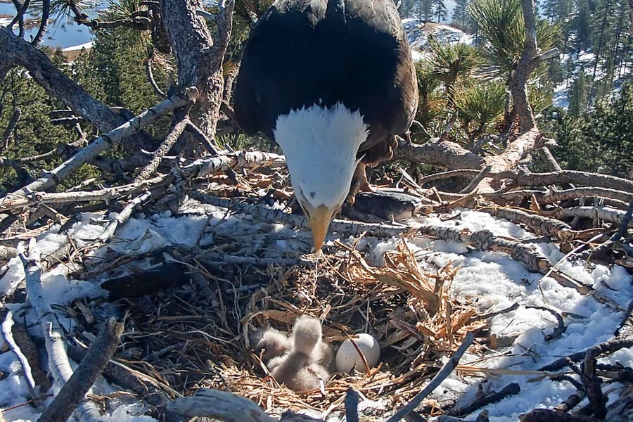 Picture of Hatched! Baby eagles send spirits soaring for webcam viewers.