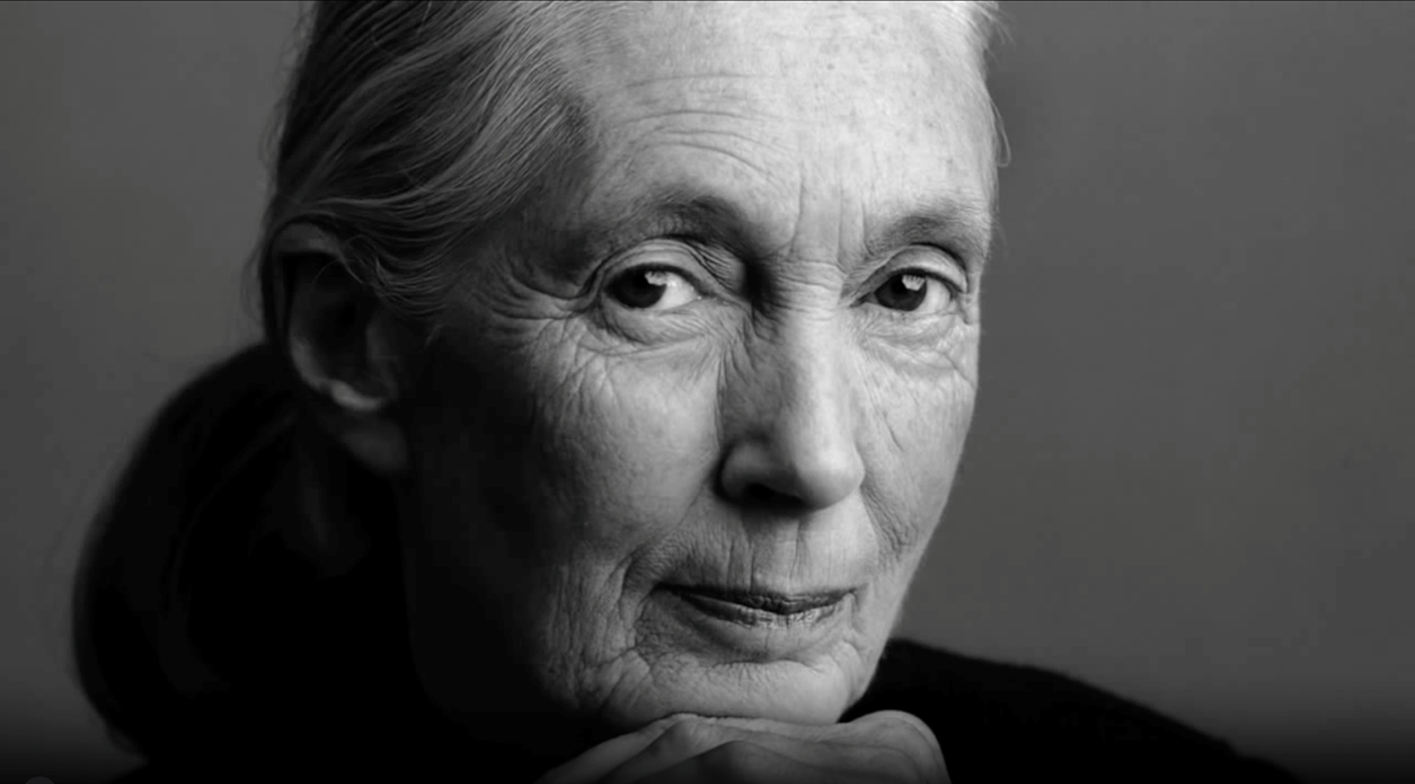 Picture of Dame Jane Goodall (Reading level 5-8 years)