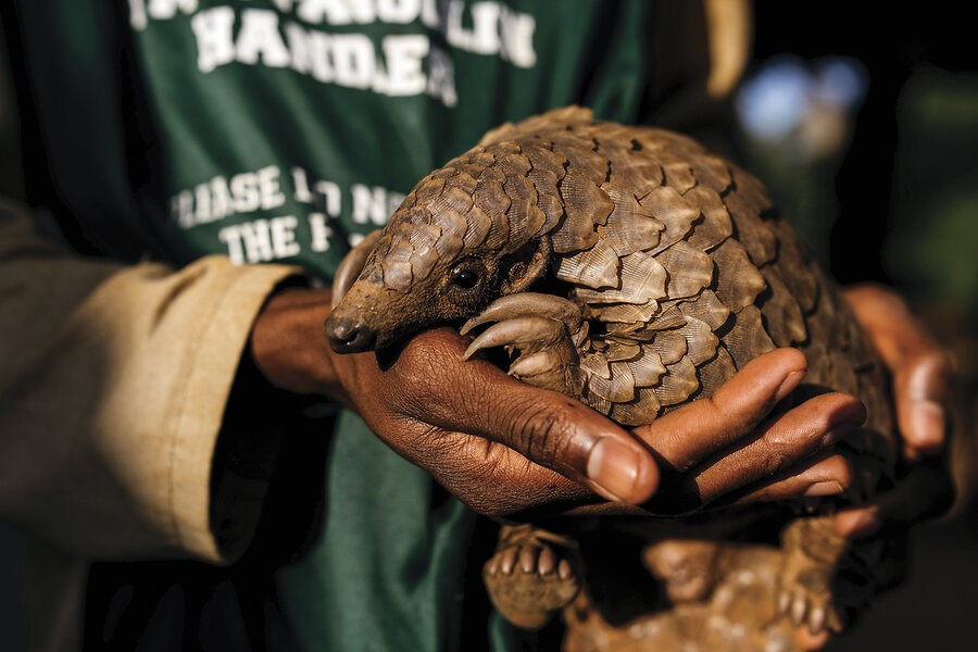 Picture of Pangolins are the most-trafficked mammals. These are their protectors.