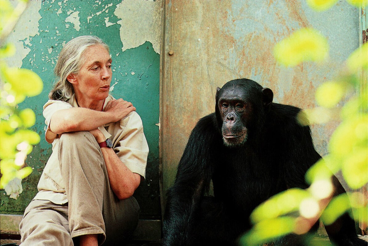 Picture of Jane Goodall gave us a new view on all life