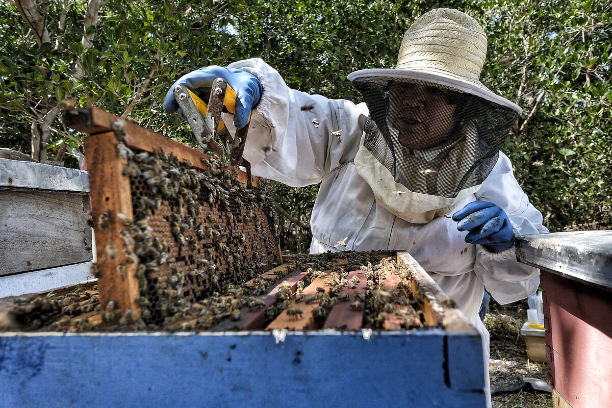 Picture of In Mexico’s mangroves, protecting bees and trees is part of this family’s identity