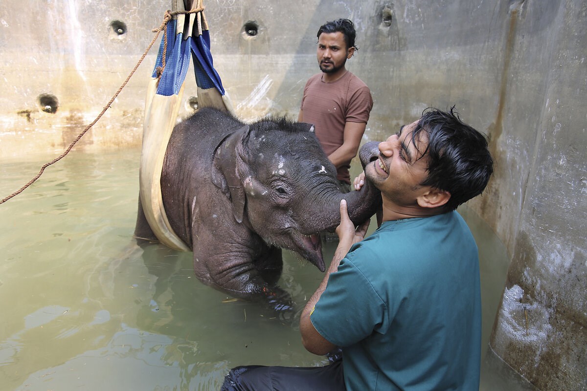 Picture of Partners in empathy: Indian nonprofit educates travel firms to combat elephant abuse