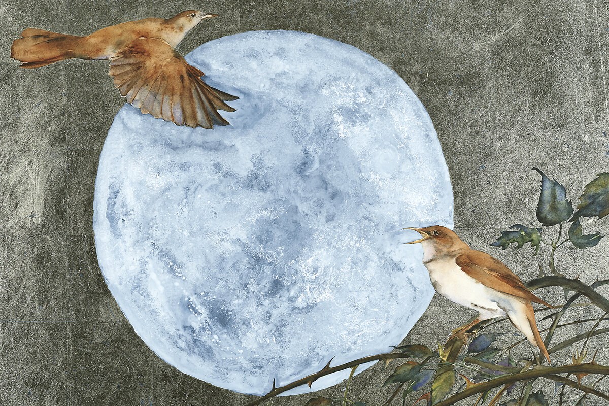 Picture of ‘The Book of Birds’ illustrates a world of wonder