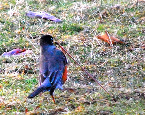 bird photo - by Madeline Shields