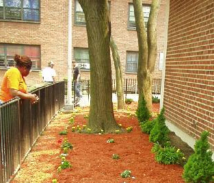 Garden GGE girls planted at a senior center<br>Photo courtesy of <a href=http://www.ggenyc.org>Girls for Gender Equity, Inc.</a>