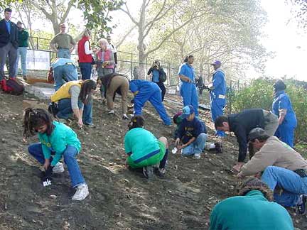 Photo Courtesy of Partnerships for Parks. <br> Volunteers are planting daffodils at DeWitt Clinton Park. The Daffodil Project was kicked off there. The family center (below) where people had to bring samples of their family member's DNA was directly across the street.