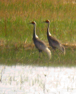 <center> White-naped cranes in the wetlands of China<br>https://montereybay.com/creagrus/Chinacranes.html</center>