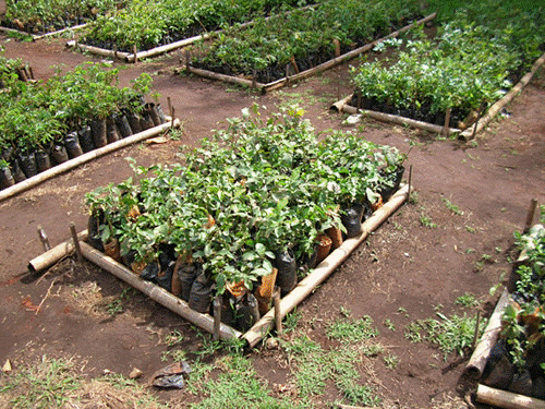 Tree seedlings waiting for tree nursery with indigenous tree seedlings to be planted in the Aberdare Forest, a major water catchment area in Kenya.<br>Credit: Mia MacDonald