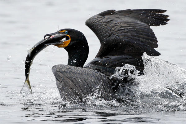 A double-crested cormorant surfaces after catching an alewife on Damariscotta Lake in Newcastle, Maine. The fish are a valuable food source for shore birds and fish species such as striped bass and bluefish in New England. In Connecticut, a coalition of groups is providing fish ladders to help the alewives travel up its rivers to spawn.  <P>Robert F. Bukaty/AP/File