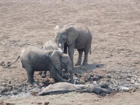 The family herd desperately trying to help the screaming Mum and baby escape but they were completely stuck in the deep, rapidly drying mud with no chance of getting out