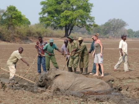 The brave and skilled SLCS team manages to slip a rope under the baby, narrowly avoiding mums thrashing trunk and starts to haul her out …..