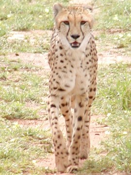<a href=http://www.cheetah.org/?keywords=&html=gallery-01&base=1&chunk=9>Cheetah
