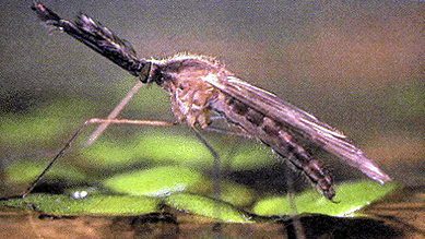 A mosquito. Photo courtesy of www.borwa.botsnet.co.bw and iEARN.org