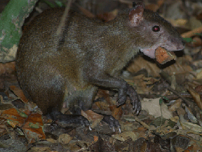 The agouti, a small squirrel-like animal, plays an important role in the rainforest. It hides tree seeds, many of which later grow to full trees, and it is also an important food source for larger creatures.
