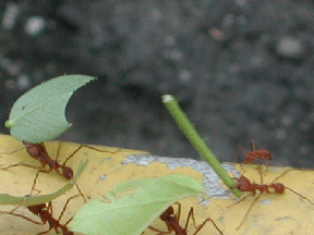 Leaf-cutter ants will bring these little plant pieces back to their nest. The plant pieces will grow fungi used to feed young ants. In this way, leaf-cutters are the world's smallest farmers!