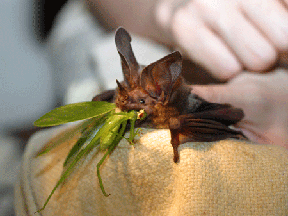 A small bat munches on an insect. Even after being captured and held, this little fellow was hungry for a big meal.