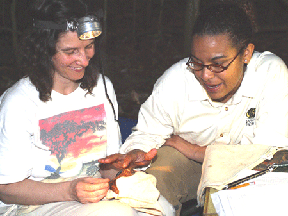 A small bat is examined and measured by Dr. Elisabeth Kalko (left) and Theresa Singh-Angel (right).