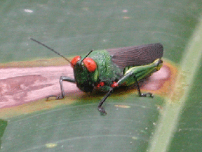 A solitary grasshopper awaits its next meal.