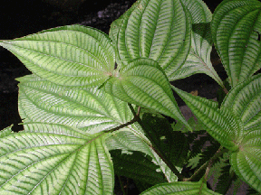Beautiful leaves in the Panama rainforest.