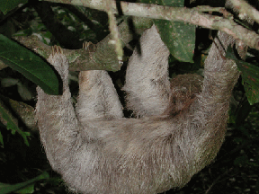 A sloth hangs from a tree.