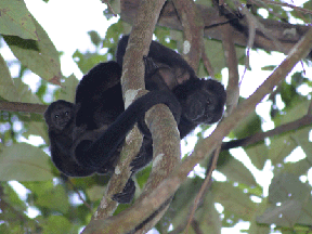 A mother howler monkey and her baby together in the branches of a tree.